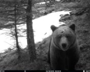 Exemplar d’os bru, fotografiat en 2019 al Pallars Sobirà, Parc Natural de l’Alt Pirineu.