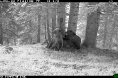 Bosc de Bonabé 18-09-2015 1 femella i 1 cadell 1er any PS (1)