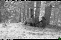 Bosc de Bonabé 18-09-2015 1 femella i 1 cadell 1er any PS (3)