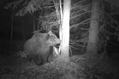 Bosc de Marimanha 07-10-2015 1 mascle adult PS (2)