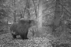 Bosc de Marimanha 20-10-2015 1 mascle adult PS (3)