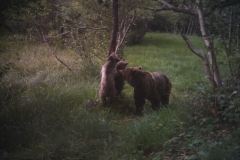 Campaus 19-07-2014 Caramelles i 2 cadells PS (2)