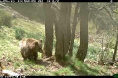 Deserto 10-05-2015 1 subadult PS (2)