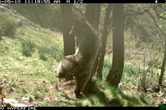 Deserto 10-05-2015 1 subadult PS (23)