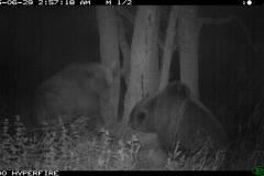 Deserto 29-06-2015 1 femella i 1 mascle PS (7)