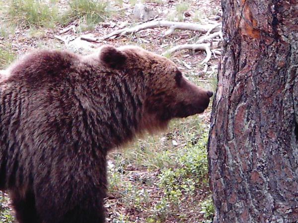 Enlace a el oso pardo