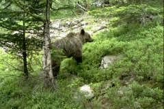 Port de Tavascan 22-06-2014 Caramellita PS (6)