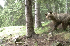 Selves de Lladorre 26-06-2014 Boavi PS (1)