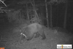 Agents de Mitjà Natural del Conselh Generau d’Aran han recuperat al Baix Aran fotos del dia 24 de juny fetes amb càmeres de foto trampeig de l'ós Goiat.